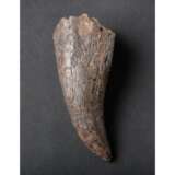 A LARGE TOOTH OF A TYRANNOSAURUS REX - photo 5