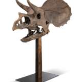 THE SKULL OF A JUVENILE TRICERATOPS - фото 2
