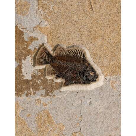 A FOSSIL FISH PLAQUE - photo 3