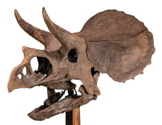 THE SKULL OF A JUVENILE TRICERATOPS - photo 3
