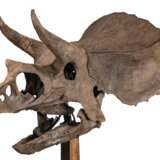 THE SKULL OF A JUVENILE TRICERATOPS - фото 3