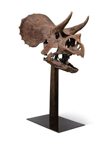 THE SKULL OF A JUVENILE TRICERATOPS - Foto 4