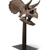 THE SKULL OF A JUVENILE TRICERATOPS - фото 4