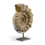 A VERY LARGE AMMONITE - Foto 2