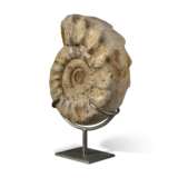 A VERY LARGE AMMONITE - Foto 3