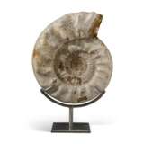 A VERY LARGE AMMONITE - Foto 4