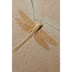 A LARGE FOSSIL DRAGONFLY