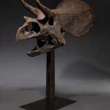 THE SKULL OF A JUVENILE TRICERATOPS - photo 6