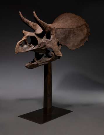 THE SKULL OF A JUVENILE TRICERATOPS - photo 6