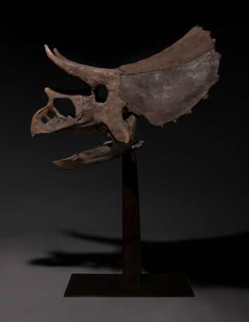 THE SKULL OF A JUVENILE TRICERATOPS - фото 7