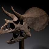 THE SKULL OF A JUVENILE TRICERATOPS - Foto 8