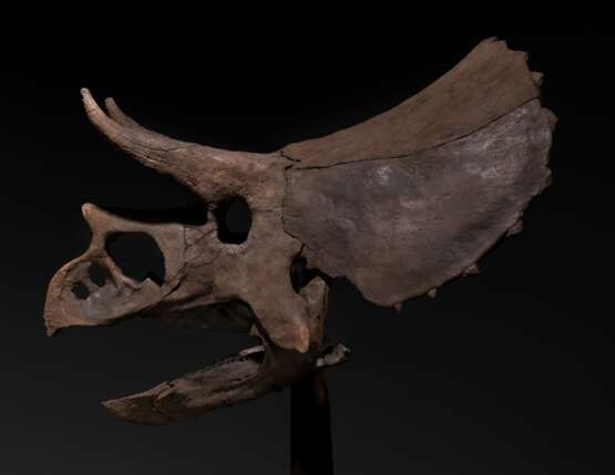THE SKULL OF A JUVENILE TRICERATOPS - фото 9