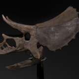 THE SKULL OF A JUVENILE TRICERATOPS - Foto 9