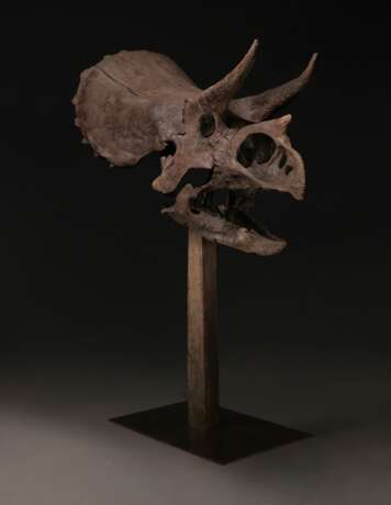 THE SKULL OF A JUVENILE TRICERATOPS - photo 10