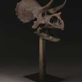 THE SKULL OF A JUVENILE TRICERATOPS - фото 10