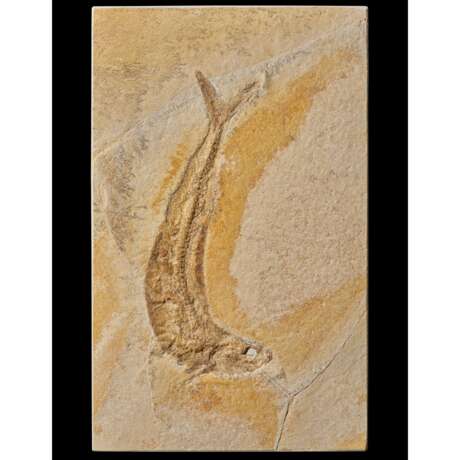 A FOSSIL FISH - фото 2