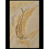 A FOSSIL FISH - фото 2