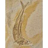 A FOSSIL FISH - фото 3