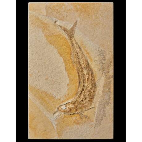 A FOSSIL FISH - фото 4