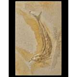 A FOSSIL FISH - фото 4