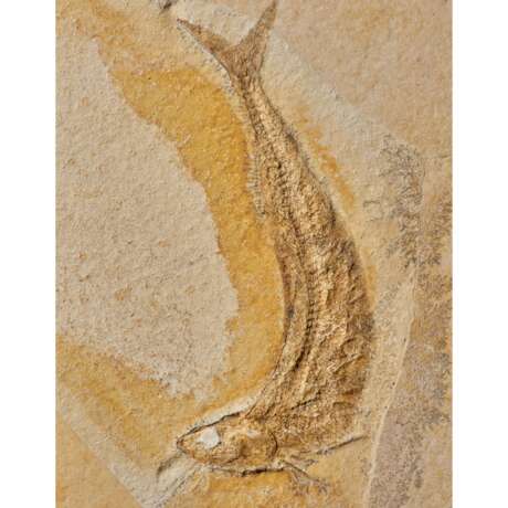 A FOSSIL FISH - фото 5