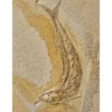 A FOSSIL FISH - фото 5