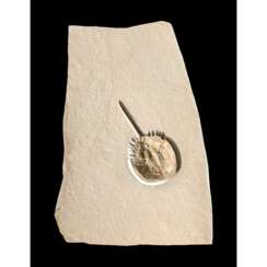 A FOSSIL HORSESHOE CRAB