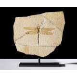 A LARGE FOSSIL DRAGONFLY - фото 1