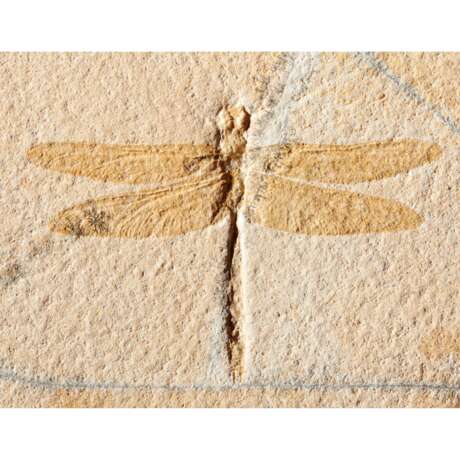 A LARGE FOSSIL DRAGONFLY - photo 4
