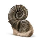 A LARGE "WINGED" AMMONITE - Foto 3
