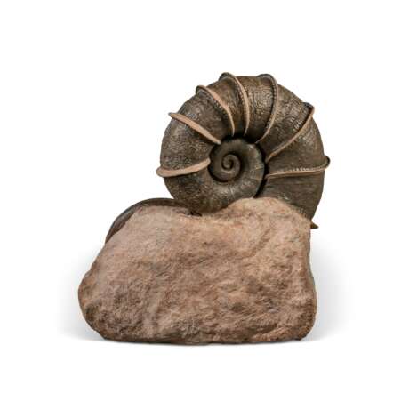 A LARGE "WINGED" AMMONITE - Foto 5