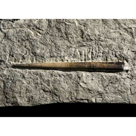 FOSSIL BELEMNITES - Foto 2