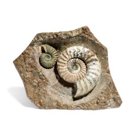 ENGLISH AMMONITES - фото 1