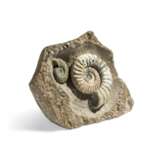 ENGLISH AMMONITES - фото 2