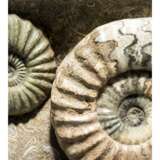 ENGLISH AMMONITES - фото 3