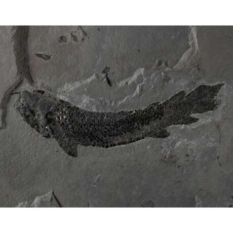 EARLY FOSSIL RAY-FINNED FISH - photo 3