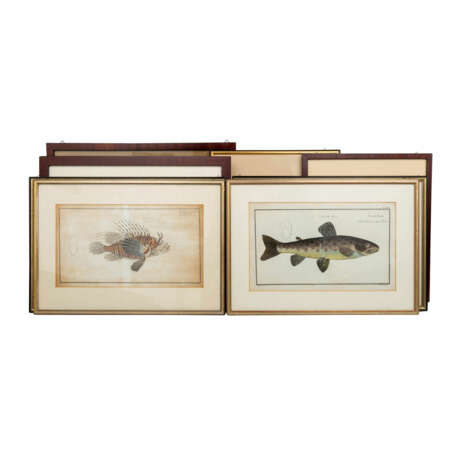 KONVOLUT ca. 20 kolorierte Stiche "Fische und Meerestiere", Ende 18.-20. Jahrhundert, - фото 8