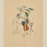Poir Don Quichotte (From: Flordali Les Fruits) - фото 2