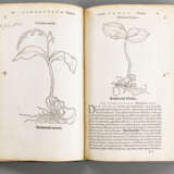 Brunfels, O., Herbarium vivae eicones (...) - фото 3