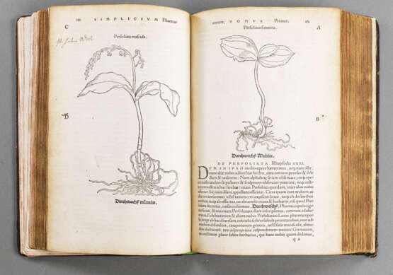 Brunfels, O., Herbarium vivae eicones (...) - фото 3