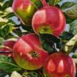Red apples on a branch - Покупка в один клик