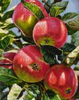 Red apples on a branch Red apples on a branch