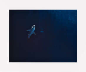 Great White Shark in Captivity Million-Gallon Outer Bay, Monterey Bay Aquarium, Monterey, Califonia
