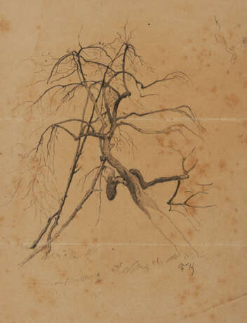 Group of two nature studies: tree study; study of parrot tulips - Foto 2
