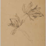 Group of two nature studies: tree study; study of parrot tulips - photo 6