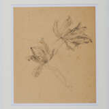 Group of two nature studies: tree study; study of parrot tulips - Foto 7