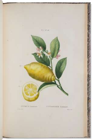 DUHAMEL DU MONCEAU Henri-Louis (1700-1782). Trait&#233; des arbres et arbustes, que l’on cultive en pleine terre en France. Paris : Chez Arthus Bertrand, (1801-1819). - photo 1