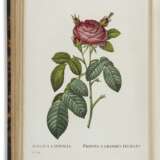 REDOUT&#201;, Pierre-Joseph (1759-1840) et Claude-Antoine THORY (1757-1827) - фото 1
