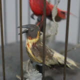 Singvogelautomat mit zwei singenden Vögeln - Foto 3