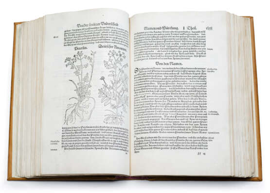 Bock, Hieronymus, Kreuter Buch (...) - photo 5